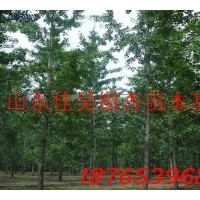 銀杏苗木