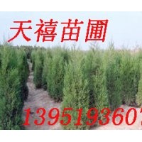 優(yōu)惠南京雪松2-3-4-5-6米|廣玉蘭 皂角等