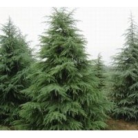 各種規(guī)格雪松信息