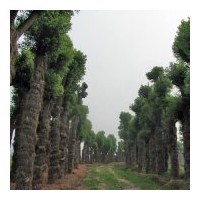 家鄉(xiāng)特產(chǎn)湖南香樟！移栽2年