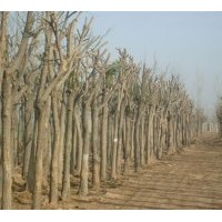 供應(yīng)5-25公分國槐及國槐價(jià)格信息