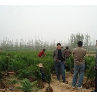 山東側(cè)柏苗圃出售側(cè)柏苗