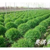 出售小葉女貞球