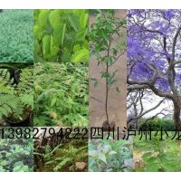 供藍花楹、桂花、搖錢樹、銀杏、黃花槐一年生小苗千萬顆以及種子