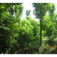 供應(yīng)白玉蘭/白玉蘭樹