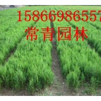 大量供應(yīng)低價(jià)山東優(yōu)質(zhì)側(cè)柏樹苗