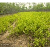 出售大葉黃楊、小葉黃楊、朝鮮黃楊、北海道黃楊、 金葉女貞