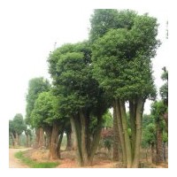 本苗圃長期出售移植的二年骨架香樟,價格實(shí)惠本地！