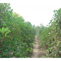 供獨桿桂花，蓬經(jīng)桂花