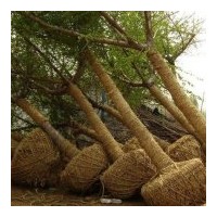 大潤發(fā)銀杏