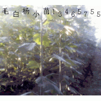 供應(yīng)千頭椿毛白楊，速生楊，法桐，柳樹，合歡，白臘