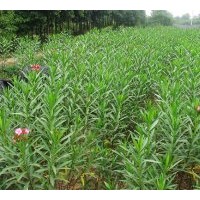 供應(yīng)成都夾竹桃工程苗木