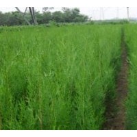 雨季造林開始了出售各種規(guī)格側(cè)柏苗木可帶土球..