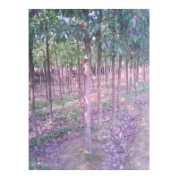 供應(yīng)5-20公分截桿及全冠杜英