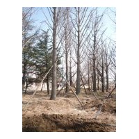 出售米徑2--120公分銀杏實生苗木