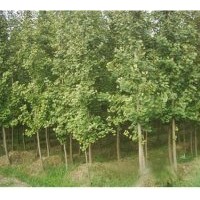 最新銀杏樹(shù)價(jià)格 歡迎來(lái)電咨詢