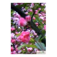 成都苗木垂絲海棠工程用苗