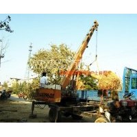 出售20公分銀杏樹