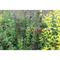 出售紫葉水蠟 黃玫瑰、四季紅玫瑰、榆葉梅、紅瑞木