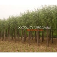 出售碧桃 火炬 欒樹 金枝槐等