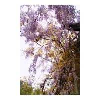 供應(yīng)爬山虎 常春藤 紫藤 三葉地錦，五葉地錦 凌宵