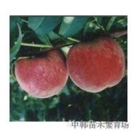 供突圍桃苗 蘋果苗 等