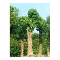 低價直銷：湖南香樟、移栽香樟、骨架香樟、香樟價格