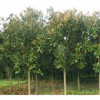 低價直銷：桂花、杜英、 廣玉蘭、雪松、四季桂、深山含笑、紅花