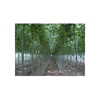 供應(yīng)五角楓，國槐，欒樹，青桐