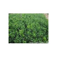 供應(yīng)木槿，紫荊，月季，紅葉石楠，鳶尾，蔥蘭，麥冬