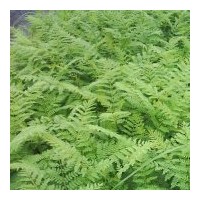 出售藍花楹、細葉紫薇、大葉紫薇、降香黃檀、細葉榕、水蒲桃