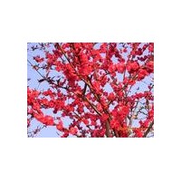 供3--4公分紅葉碧桃
