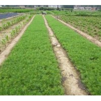 供大量營養(yǎng)袋葡萄苗、國槐樹、柳樹、銀杏樹