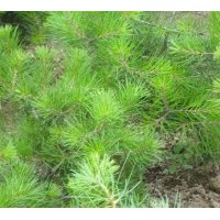 供白皮松 核桃實生苗、核桃嫁接苗 油松