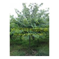 出售紅花羊蹄甲，紅花紫荊