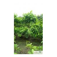 供應(yīng)黃葛蘭 成都工程苗木黃葛蘭