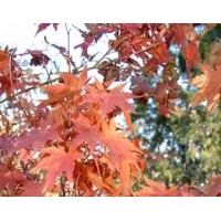 成都低價(jià)苗木雞爪槭