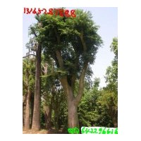 15公分銀杏，80公分樸樹銷售；兼營(yíng)：石榴，棗樹，杏樹，柿子樹