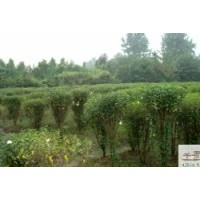 成都供應(yīng)木槿