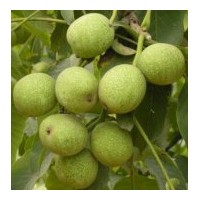 特供山西薄皮青皮核桃 大量側(cè)柏營養(yǎng)缽、側(cè)柏苗