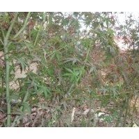 供應(yīng)雞爪槭苗木