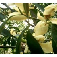 供應規(guī)格在8-10-12-15cm的峨眉含笑