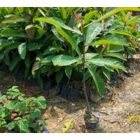 長期供應規(guī)格在 8-10-12-15cm的杜英