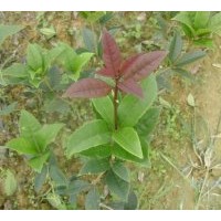 低價(jià)出售金桂、丹桂