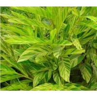 成都低價(jià)花葉良姜60-70公分