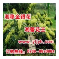 隆回金銀花種植基地常年供應(yīng)湘蕾花王優(yōu)質(zhì)金銀花種苗