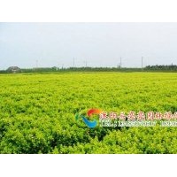供應(yīng)小葉黃楊，瓜子黃楊，瓜子黃楊球,豆辨黃楊
