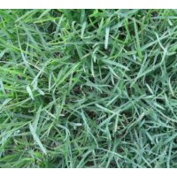 大量低價供應各種草坪：馬尼拉草坪，高羊茅草坪，矮生百慕達草坪