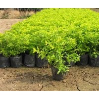 長期供應各種園林苗木：如黃金葉、黃金榕、天門冬、銀邊草、白蝴