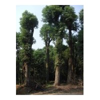 湖南香樟香泡基地的供應(yīng)信息